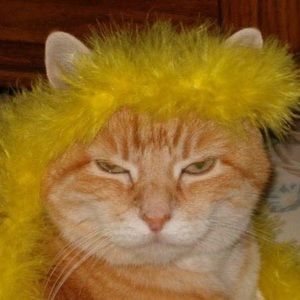 Meet your Posher, Anne